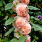 Double Hollyhock Seeds