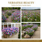 Premium Cornflower Seeds🌸400 Seeds