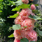 Double Hollyhock Seeds