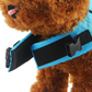 🐶🦈 Adjustable Shark-Shaped Dog Life Vest – Bright colour & reflective trim – Buoyant & secure – perfect for pool, beach or boating – fun and safe 🌊✨